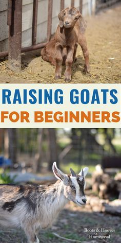 Goats For Beginners, Keeping Goats, Goat Pen, Goat Shelter, Mini Goats, Pet Goat, Goat Herding, Raising Farm Animals, Goat Care