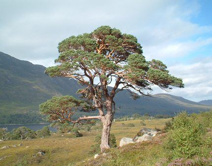 Scots Pine Beach House Garden, Scots Pine, Pinus Sylvestris, Environment Reference, Architectural Plants, Bald Cypress, Conifer Trees, Ancient Forest, Tree Trunks