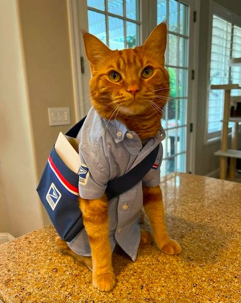 The most adorable mailman EVER!!! 😻 Cute Cat Memes, Employee Of The Month, Cool Chest Tattoos, Cat Stories, Funny Pets, Animals Funny, Dog Biting, Funny Cat Memes