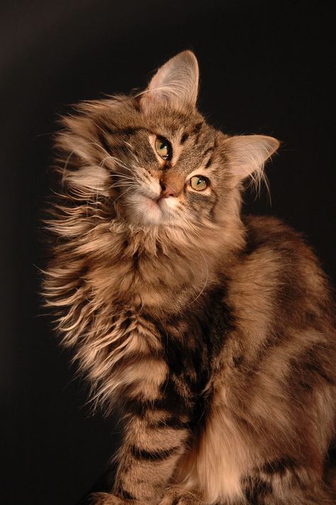 Siberian Forest Cat, Siberian Forest, Rare Cats, Norwegian Forest, Kitten Meowing, Siberian Cat, Forest Cat, Cat Breed, Cat Pose