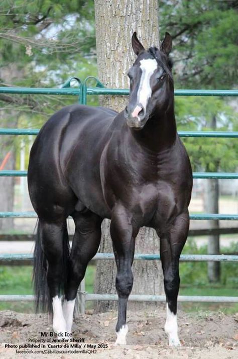 Mr. Black Ice AQHA Best Horse Breeds, Horse Clydesdale, Horse Palomino, Aqha Stallion, Clydesdale Horse, Horse Arabian, Quarter Horse Stallion, Aqha Horses, Paint Horses