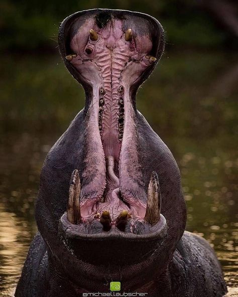 Daily Animal Pictures ❤🐅 on Instagram: “Spectacular moment of hippo marking it's territory ❤Follow 👉👉 @speciesunity for more wildlife pictures like this! 🐆❣ - Like♥️ | Comment✍️ |…” Badass Pictures, Game Reserve South Africa, Africa Wildlife, Wildlife Pictures, Game Reserve, Illustrator Tutorials, Wildlife Animals, Pet Puppy, Hippopotamus