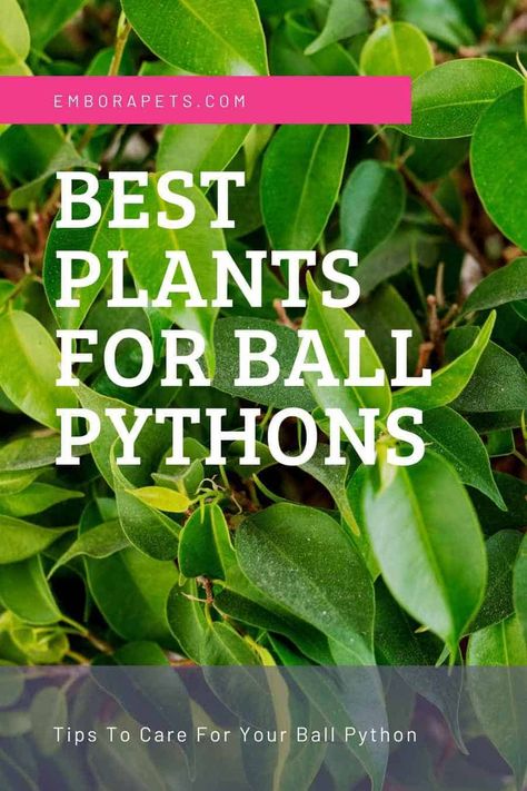 Best Plants for Ball Pythons (What's Safe) 1 Ball Python Cage, Python Ideas, Python Enclosure, Python Tank, Ball Python Pet, Ball Python Care, Baby Ball Python, Snake Care, Bioactive Vivarium