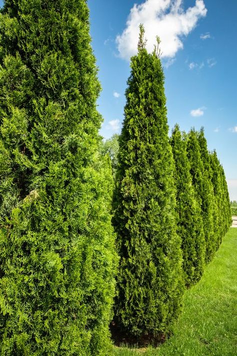 Flowering Crabapple, Summer Greenery, Conifers Garden, Growing Trees, Myrtle Tree, Redbud Tree, Dirty Hands, Conifer Trees, Crape Myrtle