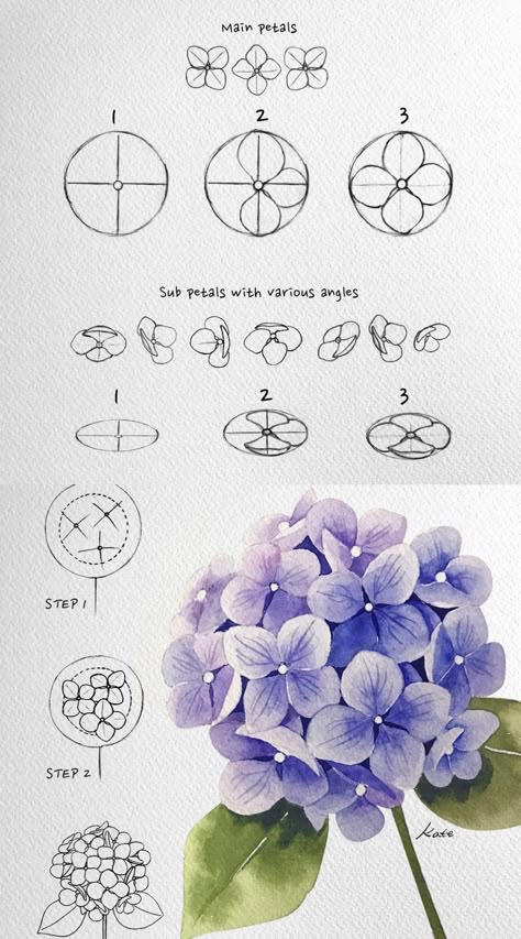 How to draw flowers step by step for beginners | how to draw hydrangea in watercolor | how to draw flowers watercolor pencil | how to draw flowers realistic | drawing ideas | painting ideas | easy sketches #howtodraw #howtodrawflowers #artisthue How To Draw Hydrangeas, Draw Hydrangea, Sketch Beginner, Hydrangea Drawing, Realistic Drawing Ideas, Draw Flowers Watercolor, Hur Man Ritar Blommor, Drawing Ideas Painting, Flowers Step By Step