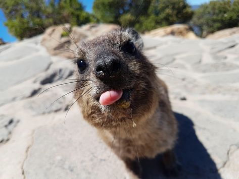 A "Dassie" (aka Rock Hyrax) on Lion's Head Rock Hyrax, Tattoo Nature, Amazing Animal Pictures, Cute Small Animals, Tropical Animals, Animal Print Wallpaper, His Secret Obsession, Animal Sketches, Amazing Facts