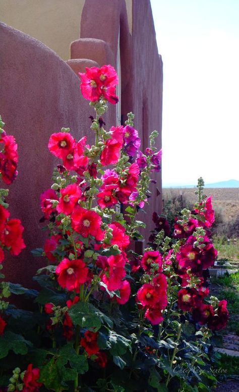 New Mexico Red Hollyhocks Southwest Plants, Red Hollyhocks, Yard Planning, Hollyhock Garden, Spanish Cottage, Southwest Landscape, New Mexico Style, Southwest Colors, New Mexico Homes