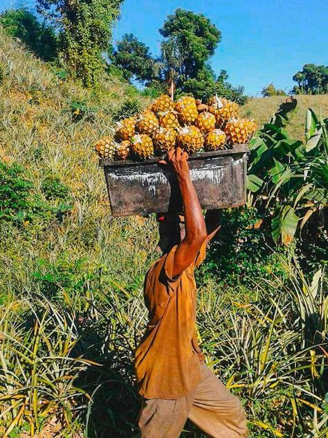 Roasted Yams, Pineapple Farm, Banana Trees, Seasonal Fruits, Jamaica Vacation, Future Farms, Coconut Trees, Nature Walk, Banana Tree