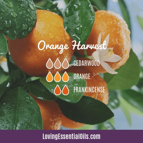 Orange Diffuser Blends - 10 Blissful Essential Oil Recipes Orange Diffuser Blends, Orange Essential Oil Blends, Petitgrain Essential Oil, Marjoram Essential Oil, Essential Oil Brands, Vetiver Essential Oil, Doterra Essential Oils Recipes, Essential Oil Diffuser Blends Recipes, Young Living Essential Oils Recipes