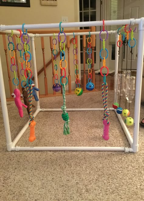 Cat Playroom Ideas, Vetenskapliga Experiment, Dog Farm, Puppy Checklist, Parrot Stand, Homemade Cat Toys, Infant Classroom, Dog Shelter, Baby Sensory Play