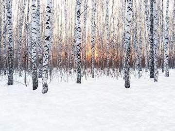 Forest At Sunset, Birch Tree Wallpaper, Birch Grove, Sunset Winter, Sun Wallpaper, Forest Sunset, Birch Forest, Tree Winter, Snow Tree