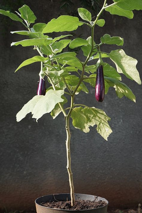 How to Grow Eggplants in Containers Grow Eggplant, Vegetables Side Dishes, Growing Eggplant, Farm Mural, Eggplant Plant, Seed Raising, Plant Monster, Kinds Of Fruits, Plant Hacks