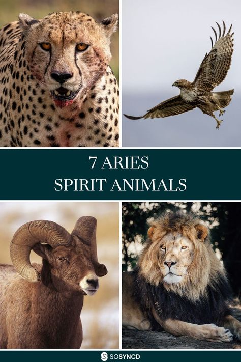 In this blog, we take a look at the seven spirit animals of the Aries zodiac sign. While the Ram is the most obvious symbol of Aries, there are other spirit animals that represent the fiery and energetic nature of this sign. Aries are known for their outgoing personalities, confidence, and determination. They're natural leaders who thrive on competition but also enjoy working in teams. So, what are the best spirit animals for an Aries? Read on to find out! Aries Spirit Animal, Aries Ram, Aries Traits, Spiritual Animal, Aries Zodiac Sign, Understand Yourself, Your Spirit Animal, Curious Creatures, The Ram