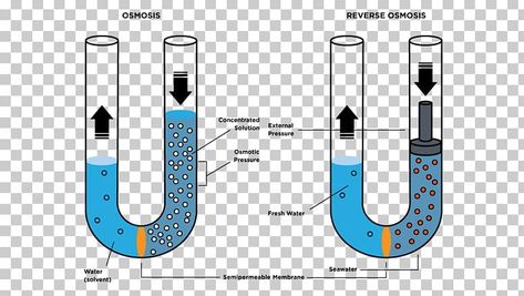 Osmotic Pressure, Plant Cell, Cell Membrane, Reverse Osmosis, Free Sign, Color Help, Png Image, Biology, Social Network