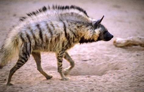 Hyenas are not members of the dog or cat families. Instead, they are so unique that they have a family all their own, Hyaenidae. Striped hyenas are a bit smaller than spotted and brown hyenas and are the least studied. Their coat may be golden yellow, brown, or gray with black stripes on the body and legs, and a mane of long hair grows along the back. Striped Hyena, Rare Animals, Wild Dogs, Hyena, African Animals, Funny Animal Pictures, Animal Photo, Exotic Pets, Animal Memes