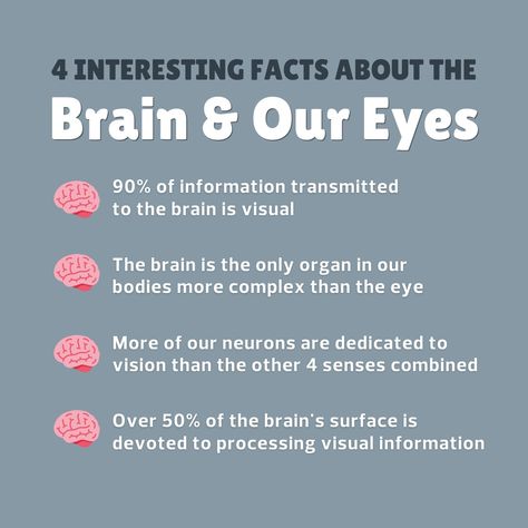 Organisms Science, Facts About The Brain, Brain Knowledge, Human Brain Facts, Eyecare Marketing, Eye Jokes, Eye Health Facts, Optometry Education, Body Facts