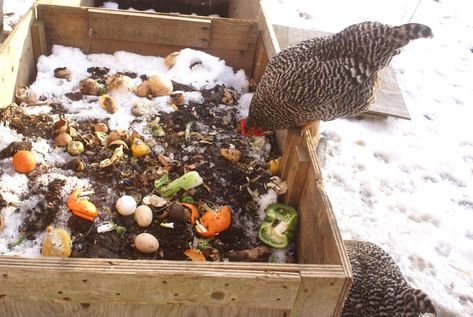 What Can Chickens Eat, Chicken Composting, Get Rid Of Rats, Food For Chickens, Chicken Facts, Urban Chicken Farming, Chicken Poop, Chicken Coup, Urban Chickens