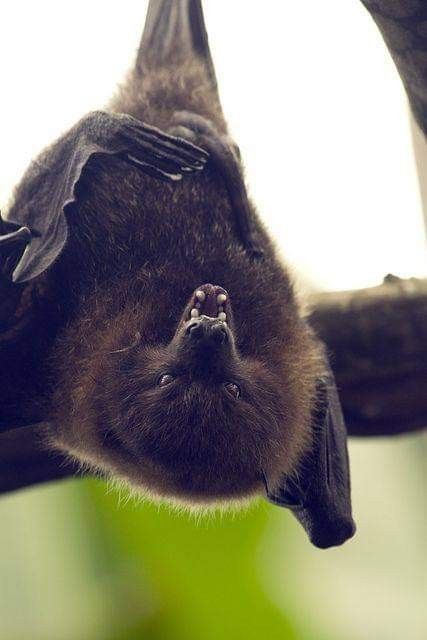 Fox Bat, Bat Photos, Fruit Bats, Bat Species, Fruit Bat, Baby Bats, Power Animal, Cute Bat, Most Beautiful Animals