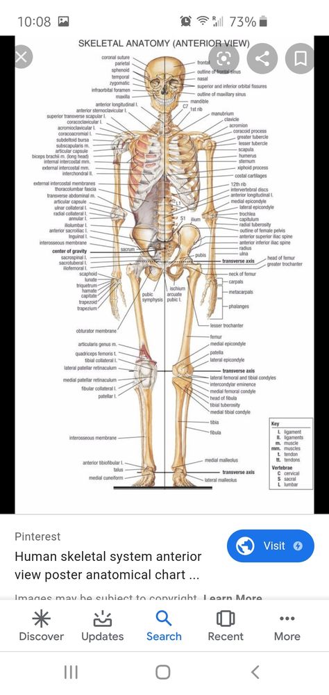 Bones Name, Human Skeleton Labeled, 206 Bones, Body Bones, Science Images, Skeleton Anatomy, Basic Anatomy And Physiology, Baseball Theme Party, Tokyo Ghoul Wallpapers