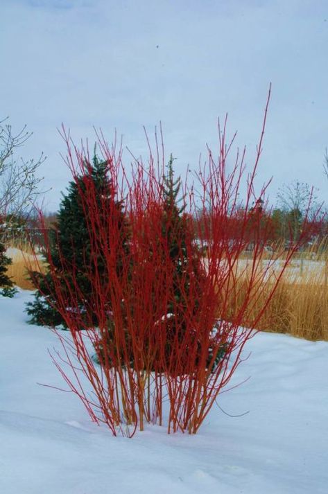 Zone 4 Landscaping, Soggy Yard, Winter Curb Appeal, Tapestry Lawn, Cornus Sericea, Dogwood Shrub, Grass Patio, Red Osier Dogwood, Colorado Garden