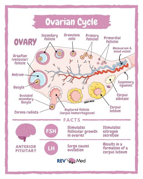 Ovarian Cycle Notes, Ovarian Cycle, Zoology Notes, Cell Biology Notes, Female Reproductive System Anatomy, Medical Assistant Student, Midwifery Student, Embryonic Development, Nursing School Essential