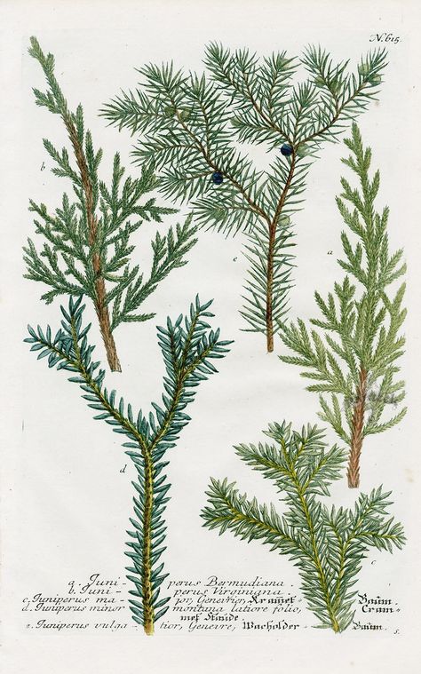 Juniper, Juniperus virginiana from Johann Weinmann Antique Prints Protea and Cactus 1745 Eastern Red Cedar, Pine Tree Art, Tree Identification, Nature Sketch, Illustration Botanique, Tree Hugger, Botanical Illustrations, Botanical Drawings, Plant Illustration