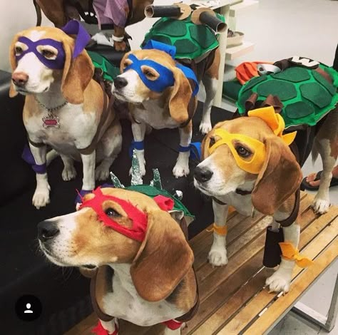 Tmnt Dog Costume, 3 Dog Costume Ideas, Dog Ninja Turtle Costume, Trio Dog Halloween Costumes, Pet Owner Costumes, Pitbull Halloween Costumes, Fair Shirts, Halloween Pet Costumes, Dog And Owner Costumes