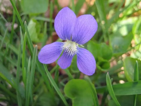 The wood violet is the state flower of Wisconsin. Wisconsin State Flower, Wood Violet, Purple Flowering Plants, Midwest Region, Flower Image, Wisconsin State, Arbour Day, Rose Nails, Violet Flower