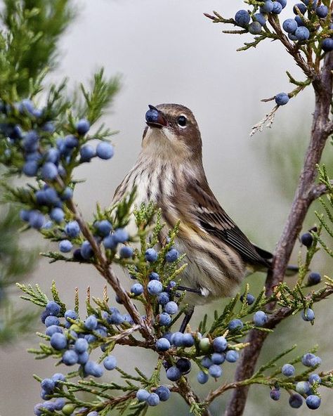 Birds And Berries, Gin Advertising, Juniper Flower, Bird Identification, Juniper Berries, Juniper Berry, Bird Watcher, Hive Mind, All Birds