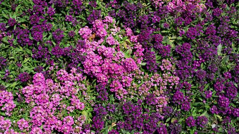 Tapestry Lawn, Yard Inspiration, Beginning Of Spring, Witch Garden, Ground Cover Plants, Nature Preserve, Seed Packets, Green Witch, Growing Flowers