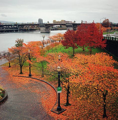 Downtown Portland Portland Oregon Photography, Oregon Aesthetic, Downtown Portland Oregon, Oregon Living, Oregon Photography, Downtown Portland, Oregon City, Fall Events, Oregon Travel