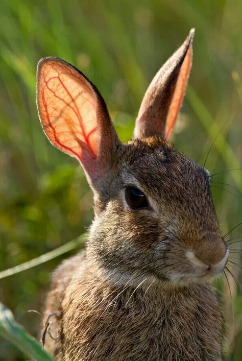 Swamp Rabbit. Brazos Wildlife Refuge Eastern Cottontail, Cottontail Rabbit, Swamp Rabbit, Art Rabbit, Rabbit Cages, Rabbit Cage, Rabbit Rabbit, Rabbit Gifts, Fireplace Surround