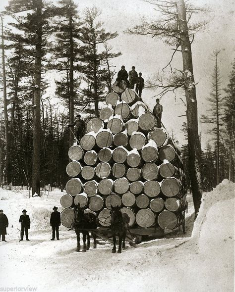 Michigan Greatest Logging. Photo Worlds Fair, Load Of Logs 1893 Chicago .. AMAZING World's Columbian Exposition, Giant Tree, Old Trees, Draft Horses, Big Tree, Pure Michigan, The Old Days, World's Fair, Old West