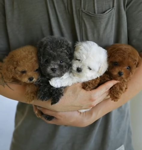 Maltipoo Maltese Poodle Puppies Maltese Poodle Puppies, Maltipoo Puppies For Sale, Cute Teacup Puppies, Maltese Poodle, Dog Lover Quotes, Very Cute Puppies, Maltipoo Puppy, You Name It, Doodle Dog