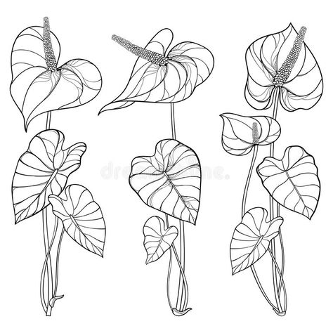 Vector set of outline tropical plant Anthurium or Anturium flower bunch with leaves in black isolated on white background. Ornate contour Anthurium flowers for royalty free illustration Elephant Ears Garden, Plant Sketches, Anthurium Flower, Elephant Ear Plant, Leaf Outline, Flower Bunch, Plant Tattoo, Flower Outline, Leaf Drawing