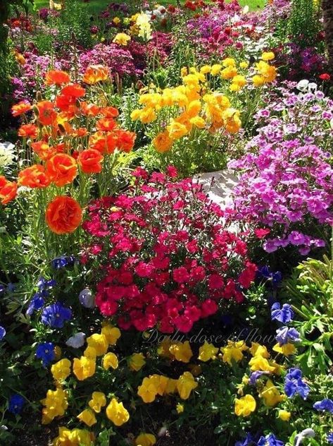 Colourful Trees Garden, Beautiful Colorful Flowers, Colorful Garden Ideas, Flowers Garden Aesthetic, Spring Flowers Garden, Colorful Flower Garden, Colourful Garden, Rainbow Garden, Cottage Garden Design