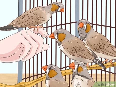 Finches Bird Pets, Zebra Finch Cage Ideas, Finch Cage, Zebra Finches, Zebra Finch, Live Together, Finches, In The Wild, Bird Cage