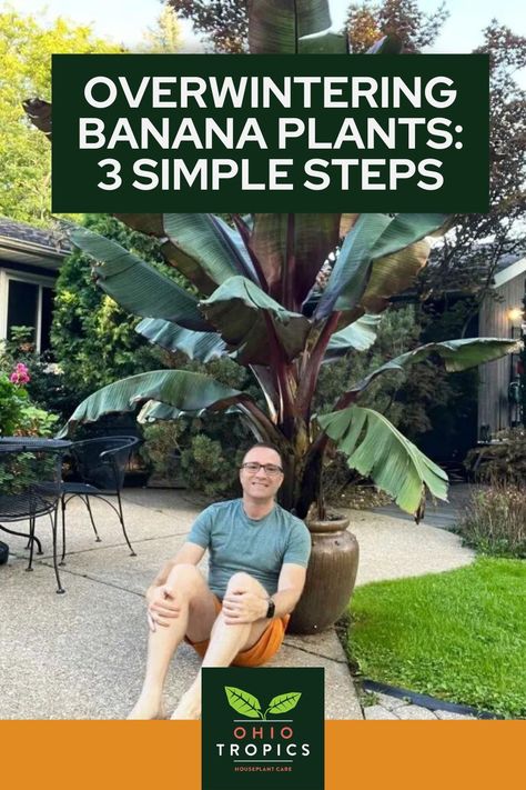 Overwintering banana plants is one of the easiest things ever. If you’re anything like me, you would hate to just watch that huge banana plant freeze and die after a long summer of luxurious growth. In this post, I will show you exactly how to overwinter your Red Abyssinian Banana plant. If you’ve never done it before, you will be shocked at how simple it is. Delve into the post to learn exactly how. Overwintering Banana Plants, Banana Plant Outdoor, Banana Plants In Pots, Banana Plant Indoor, Red Banana Plant, Red Banana Tree, Banana Plant Care, Pruning Plants, How To Grow Bananas