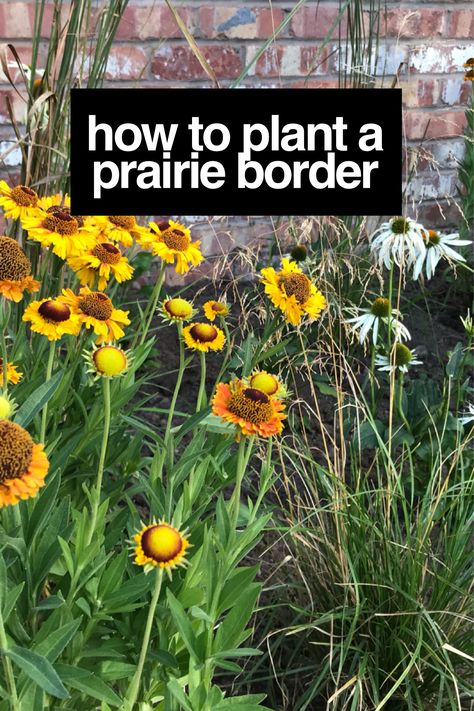 Prairie borders take their inspiration from the vast grassland and horizons of the American plains. This natural style of design is known as Prairie planting. It uses bold blocks of plants and colours. Allowing groups to self seed and colonize. Rich in pollen for insects and following a very natural flow. This guide will show you just how easy it is to achieve in the smallest of gardens. Prairie Yard Landscaping, Prairie Garden Design Layout, Small Prairie Garden, Prairie Planting Small Garden, Prairie Garden Ideas, Native Prairie Landscaping, Prairie Style Garden, Prairie Landscape Design, Prairie Garden Design