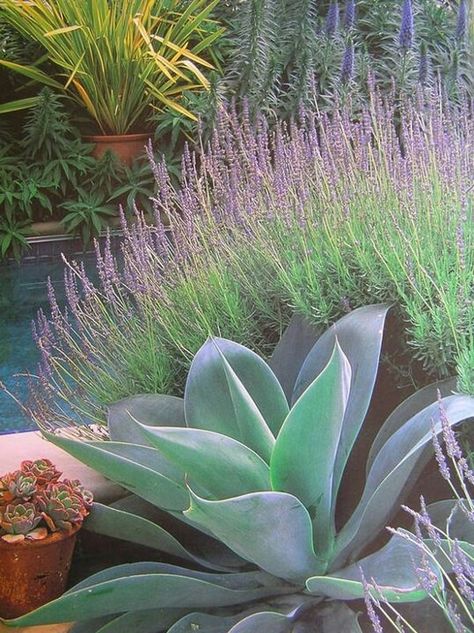 Blue agave and lavender, with blue echium (I think) in the background Plants In Pots, Succulent Landscape Design, Drought Tolerant Garden, Drought Tolerant Landscape, Succulent Landscaping, Dry Garden, Magic Garden, Front Yard Landscaping Simple, Mediterranean Garden