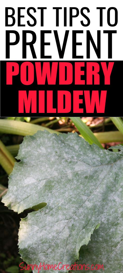 Powder Mildew On Plants, Bone Meal Garden Tips, Powdery Mildew On Plants, Survival Knowledge, Homestead Style, Zucchini Plants, Squash Plant, Garden Problems, The Family Handyman