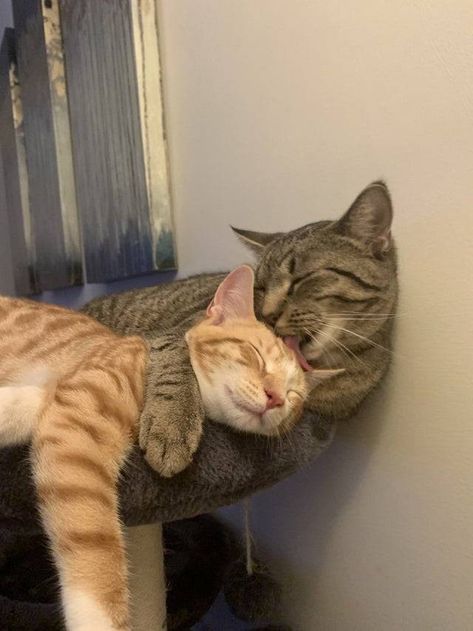 Cat Cuddle, Two Cats, Cat Person, Cute Cats And Dogs, Silly Cats, Orange Cat, Pretty Cats, Cute Funny Animals, Cat Photo