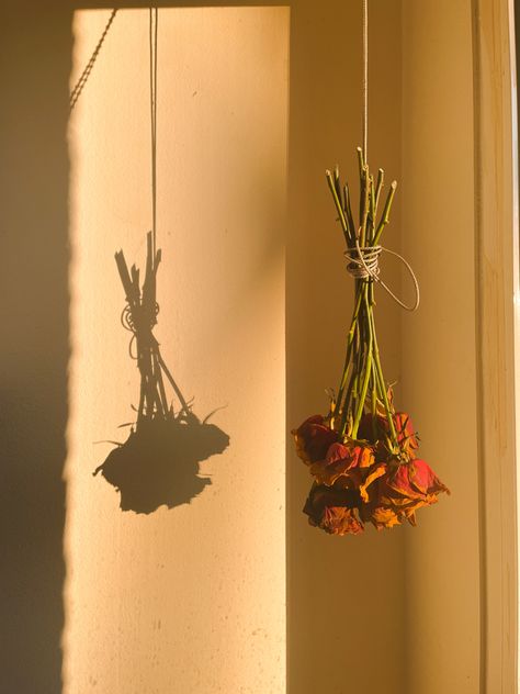 Dry flowers roses sunny by the window light academia romantic love shadow Dry Flowers Aesthetic, Dried Flower Aesthetic, Dried Flowers Aesthetic, Love Shadow, Drying Flowers, Window Shadow, Wildflower Photo, Drying Roses, Nose Drawing