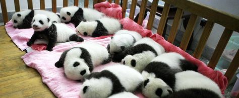 29 Photos That Will Make Your Brain Explode With Happiness: Need a little pick-me-up? Read on to see some photos that will crush your negativity and imbue you with happiness.  Source: Getty Panda Kindergarten, Baby Pandas, Sleeping Panda, Panda Nursery, Panda Lindo, Sweet Pictures, Panda Bears, Happy Photos, Panda Love