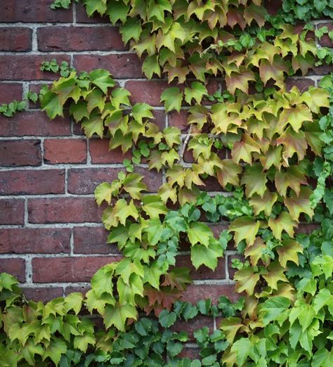 Boston Ivy Wall, Parthenocissus Tricuspidata, Boston Ivy, Ivy Wall, Virginia Creeper, Brick Wallpaper, Invasive Species, Landscape Garden, Miniature Houses