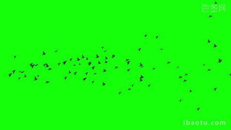 Flock Of Birds Flying Over Green Screen Keying Video#pikbest# Green Screen Birds Flying Video, Green Screen Birds Flying, Chroma Key Photography, Flock Of Birds Flying, Bird Flock, White Pigeon, Pigeon Bird, Bird Gif, Flock Of Birds