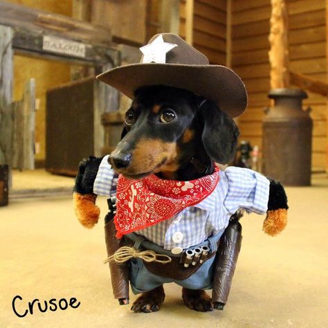 Crusoe Building A Dog House, Dressed Up Dogs, Crusoe The Celebrity Dachshund, Daschund Puppies, Diy Dog Costumes, Cute Dog Clothes, Cutest Dog Ever, Dog Personality, Dangerous Animals