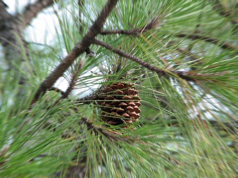 Pinus Radiata. @ pine tree , #Aff, #Radiata, #Pinus, #tree, #pine #ad Pinus Tree, Banana Breakfast Smoothie, Pine Tree, Dandelion, Stock Images, Plants, Flowers