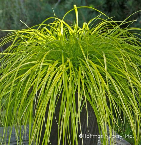 Carex oshimensis EverColor Everillo PP21002 Carex Plant, Japanese Sedge, Carex Oshimensis, Backyard Planting, Nursery Plants, Color Burst, Meditation Garden, Mostly Sunny, Overwintering