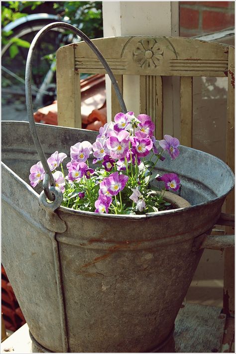 violets Bucket Planters, Watering Cans, Sweet Violets, Metal Bucket, Pansies Flowers, Container Gardens, Potting Shed, Vintage Garden, Country Gardening